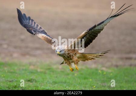 Roter Drachen (Milvus milvus), im Suchflug über einer Wiese, Extremadura, Spanien Stockfoto