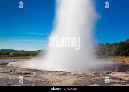 Geysir in Island gegen den blauen Himmel und Wald. Eine hohe Säule aus heißem Wasser bricht aus dem Boden. Viel Spaß. Stockfoto
