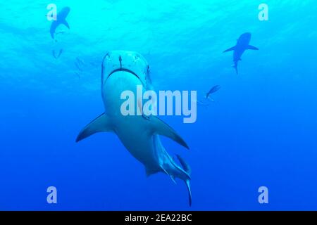 Tiger Shark (Galeocerdo cuvier), Tiger Beach, Atlantik, Bahamas Stockfoto