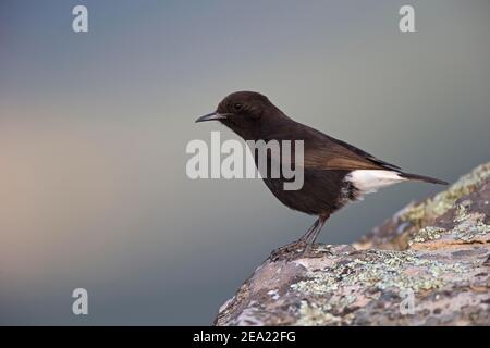 Black Wheatear (Oenanthe leucura), männlich auf Felsen, Extremadura, Spanien Stockfoto