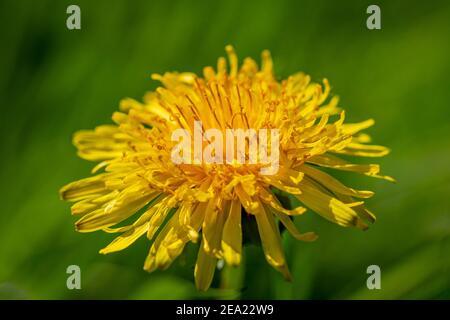 Eine Nahaufnahme einer Löwenzahn-Blume, mit einer geringen Schärfentiefe Stockfoto