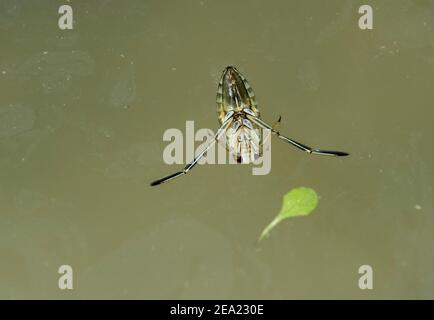 Ventrale Seite des Wasserwanzes gewöhnlicher Rückenschwimmer (Notonecta glauca), Schweiz Stockfoto