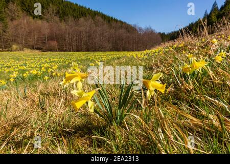 Daffodil-Wiese mit wildgelben Narzissen (Narcissus pseudonarcissus), Daffodil-Route, Nationalpark Eifel, Perlenbach- und Fuhrtsbachtal NSG Stockfoto