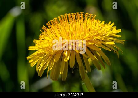 Eine Nahaufnahme einer Löwenzahn-Blume, mit einer geringen Schärfentiefe Stockfoto