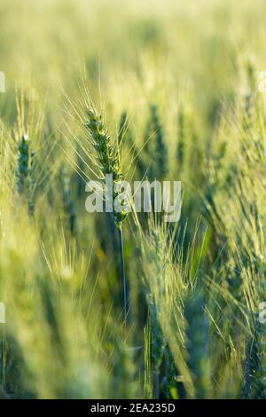 Unreife Gerste (Hordeum vulgare) im Feld, Deutschland Stockfoto