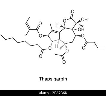 Thapsigargin chemische Struktur oder Skelett Formel Illustration auf weiß. Nach jüngsten Forschungen könnte die Thapsigargin Substanz aus der giftigen Pflanze Thapsia Garganica abgeleitet und für die Krebsbehandlung untersucht, wirksam gegen das Coronavirus sein und Covid 19 zu stoppen. Stockfoto