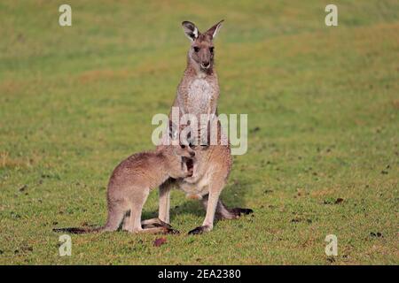 Östliches Riesenkänguru (Macropus giganteus), erwachsen, weiblich, Mutter mit jung, Gruppe, drei Tiere, soziales Verhalten, auf einer Wiese, Maloney Stockfoto