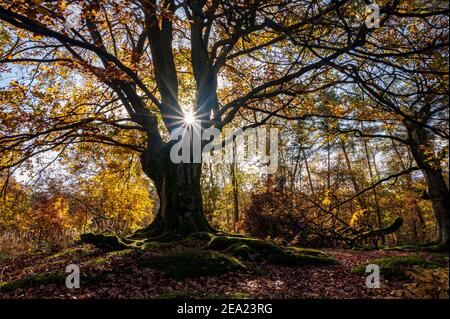 Alte Kupferbuche (Fagus sylvatica) im Herbst, hautenbuche, hinterleuchtet mit Sonnenstern, Hutewald Halloh, Hessen, Deutschland Stockfoto