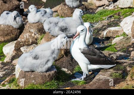 Kolonie von Schwarzbrauenalbatros Mutter Fütterung ein Küken (Thalassarche melanophris), Saunders Insel, Falklands, Südamerika Stockfoto