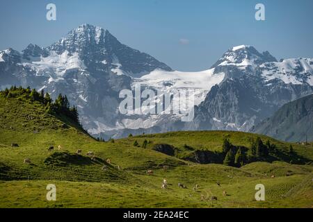 Kühe auf einer Alm, Blick von der Schynige Platte, im Hintergrund Breithorn und Tschingelhorn, Jungfrau Region, Grindelwald Stockfoto