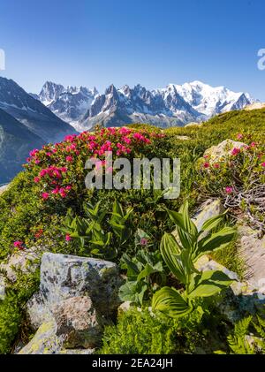 Alpenrosen am Berghang, Blick auf Grand Balcon Nord mit Gletschertal Mer de Glace, Grandes Jorasses, Mont Blanc Massiv Stockfoto