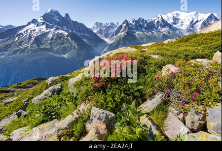 Alpenrosen am Berghang, Blick auf Grand Balcon Nord mit Gletschertal Mer de Glace, Aiguille Verte, Grandes Jorasses, Mont Blanc Massiv Stockfoto