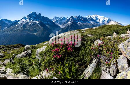 Alpenrosen am Berghang, Blick auf Grand Balcon Nord mit Gletschertal Mer de Glace, Aiguille Verte, Grandes Jorasses, Mont Blanc, Mont Stockfoto