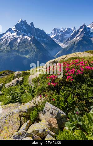 Alpenrosen am Berghang, Blick auf Grand Balcon Nord mit Gletschertal Mer de Glace, Aiguille Verte, Grandes Jorasses, Mont Blanc Massiv Stockfoto