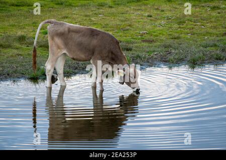 Kuh auf der Alm, trinken, Tiroler Braunvieh, am Salfeinsee, Salfein Alm, Stubaier Alpen, Tirol, Österreich Stockfoto