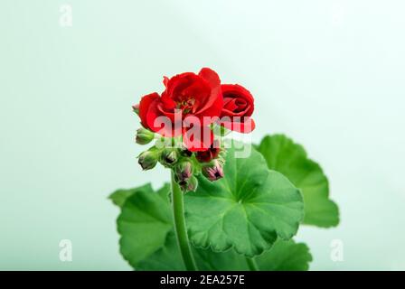 Bild der Innenblume Geranium Pelargonium blühte mit roten Blüten Stockfoto