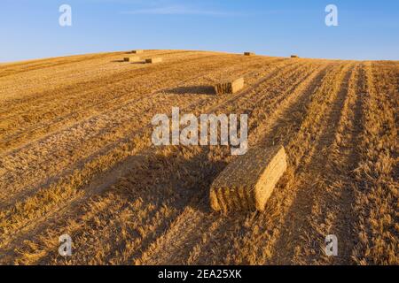 Strohballen im Kornfeld nach der Weizenernte, Luftaufnahme, Drohnenschuss, Provinz Cordoba, Andalusien, Spanien Stockfoto