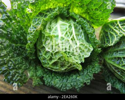 Nahaufnahme eines grünen Wirsing mit seinen festen, strukturierten Blättern; geerntet von einem englischen Gemüsegarten im Februar 2021. Stockfoto
