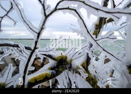 Sassnitz, Deutschland. Februar 2021, 07th. An den Ästen der Büsche am Ufer hat sich eine dicke Eisschicht gebildet. Das Spray der Wellen spritzt auf die Uferbefestigung und bildet die Eisschicht. Starke Winde verursachen Schneewehen und Eisbildung an der Küste im Norden der Insel. Der Deutsche Wetterdienst (DWD) erwartet am Wochenende Schneestürme und Permafrost für Norddeutschland. Quelle: Jens Büttner/dpa-Zentralbild/dpa/Alamy Live News Stockfoto