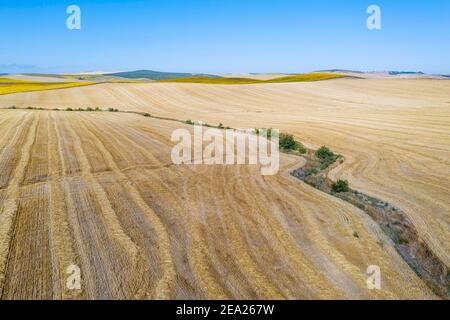 Abstrakte Muster im Kornfeld nach Weizenernte und trockenem Bach, Hintergrund mit kultivierten Sonnenblumen (Helianthus annuus), Luftaufnahme, Drohne Stockfoto