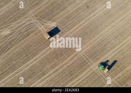 Traktor sammelt Strohballen und abstrakte Muster im Kornfeld nach der Weizenernte, Luftaufnahme, Drohnenaufnahme, Provinz Cordoba, Andalusien, Spanien Stockfoto