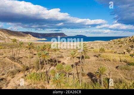 Palmen am Strand El Playazo, Luftaufnahme, Drohnenaufnahme, Naturschutzgebiet Cabo de Gata-Nijar, Almeria Provinz, Andalusien, Spanien Stockfoto