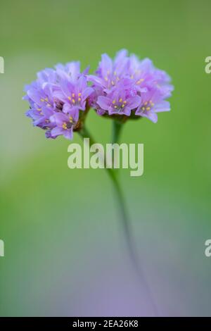 Blühende Strandkarnation (Armeria maritima) auf Salzsumpfgebiet, Nationalpark Wattenmeer, Nordsee, Nordfriesland, Schleswig-Holstein, Deutschland Stockfoto