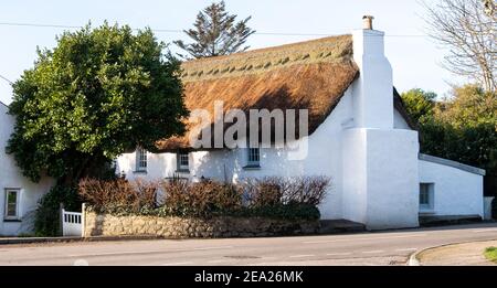 Weiß getünchte, lange und niedrige traditionell strohgedeckte Hütte im Zentrum von Mawnan Smith, in der Nähe von Falmouth, Cornwall mit Steinmauer umzäunten Vorgarten. Stockfoto