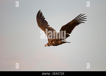 Aegypius monachus im Flug, bedrohte Arten, Extremadura, Spanien Stockfoto