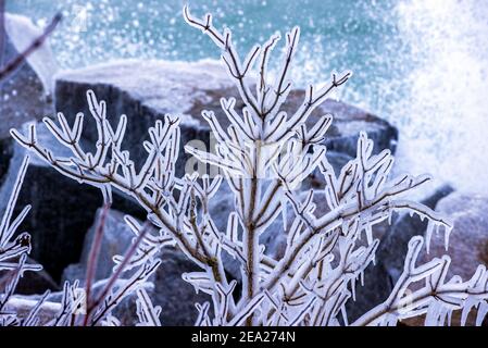 Sassnitz, Deutschland. Februar 2021, 07th. An den Ästen der Büsche am Ufer hat sich eine dicke Eisschicht gebildet. Das Spray der Wellen spritzt auf die Uferbefestigung und bildet die Eisschicht. Starke Winde verursachen Schneewehen und Eisbildung an der Küste im Norden der Insel. Der Deutsche Wetterdienst (DWD) erwartet am Wochenende Schneestürme und Permafrost für Norddeutschland. Quelle: Jens Büttner/dpa-Zentralbild/dpa/Alamy Live News Stockfoto