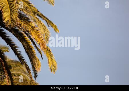 Die Nahaufnahme von Palmen ist bei Sonnenuntergang in goldenen Stunden zu sehen Stockfoto