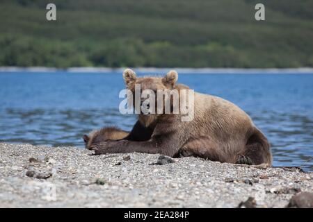 Grizzly Bärenjungen ist auf See. Konzept Wildtiere Stockfoto