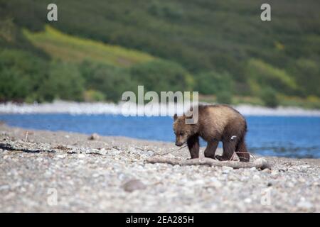 Grizzly Bärenjungen ist auf See. Konzept Wildtiere Stockfoto