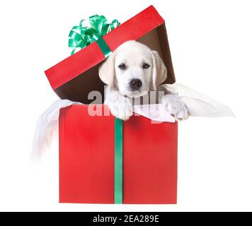 Ein entzückender gelber Laborwelpe in einer Geschenkbox für Weihnachten Stockfoto