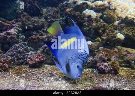 Tropischer blau gelber Fisch ist inThailand Stockfoto