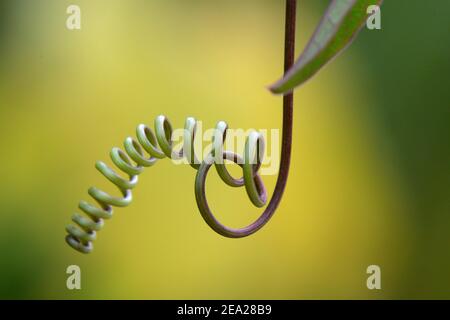 Weinrebe einer Passionsblume (Passiflora caerulea) Stockfoto