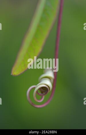 Weinrebe einer Passionsblume (Passiflora caerulea) Stockfoto