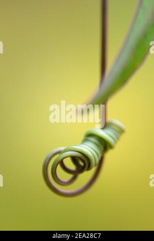 Weinrebe einer Passionsblume (Passiflora caerulea) Stockfoto