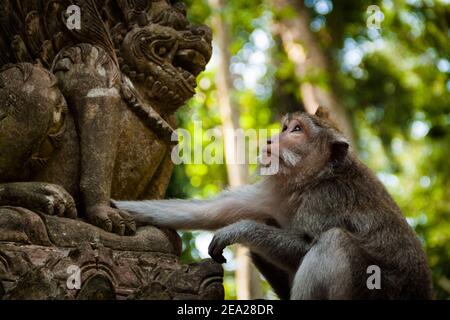 Ein Langschwanzmakak (macaca fascicularis) Eine Tempelstatue berühren und sie sehr sorgfältig betrachten Im Monkey Forest in Bali Stockfoto