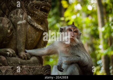 Ein krabbenfressender Makak (macaca fascicularis) Sitzen auf den Wänden eines Tempels und berühren die Dvarapala (Torhüter) Statue im Monkey Forest von Sangemh Stockfoto