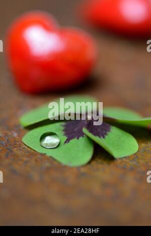 Vierblättriger Klee mit Wassertropfen und roten Herzen (Oxalis deppei) Stockfoto