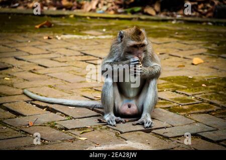 Männliche Krabbenfressende Makaken (macaca fascicularis) Sitzen auf dem Bürgersteig und beißen einige Blätter in Sangeh Affenwald in Bali Stockfoto