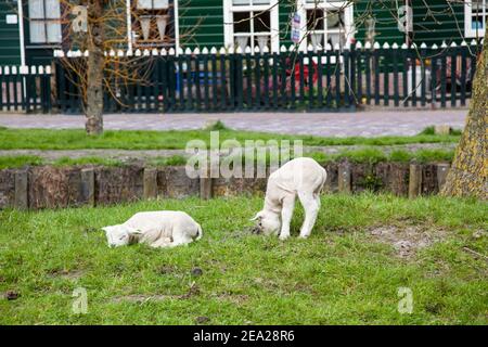 Zwei Lämmer (poddy) ist im Dorf Stockfoto
