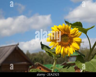 Sonnenblumen-Nahaufnahme mit einer Biene befindet sich auf einem verschwommenen Dorfhaus Stockfoto