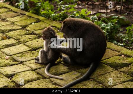 Niedliches Baby-Langschwanzmakake (macaca fascicularis) Und ihre Mutter, die sich im Monkey Forest in Sangemh umstöhnt Stockfoto