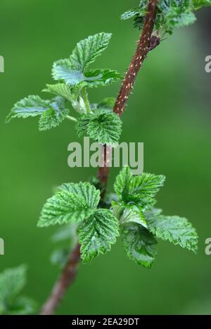 Himbeere (Rubus idaeus) Sorte Goldene Königin, Blattbildung im Frühjahr Stockfoto