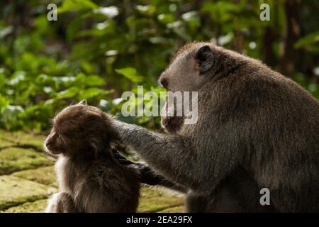 Ein Langschwanzmakak (macaca fascicularis) Ist Pflege ihres Babys Kopf im Sangeme Monkey Forest in Bali Stockfoto