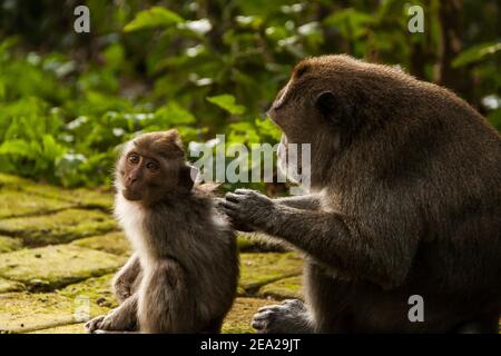 Ein weiblicher Langschwanzmakake ist Pflege ihr Baby und die Baby posiert für die Kamera im Sangeh Monkey Forest Auf Bali Stockfoto