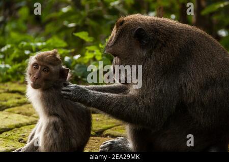 Eine Mutter Langschwanzmakak (macaca fascicularis) Pflege ihres Babys, während das Baby auf die schaut Kamera im Monkey Forest in Sangemh auf Bali Stockfoto