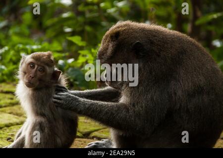 Ein Baby-Langschwanzmakak (macaca fascicularis) Schaut sich mit großen Augen um, während seine Mutter sich aufmacht Er im Monkey Forest von Sang Stockfoto